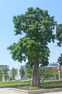 移植古树