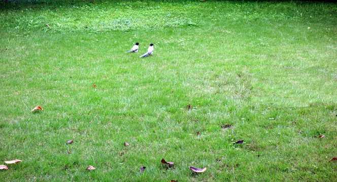 两只小鸟在草坪玩