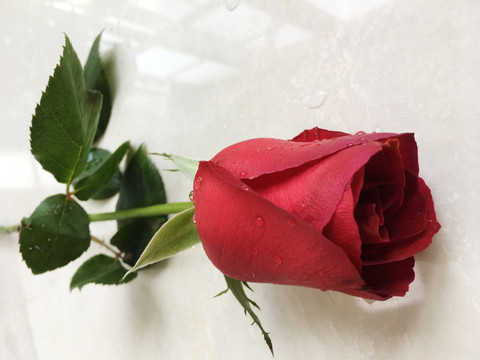 玫瑰花