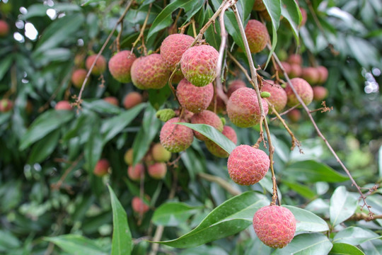 灵山荔枝
