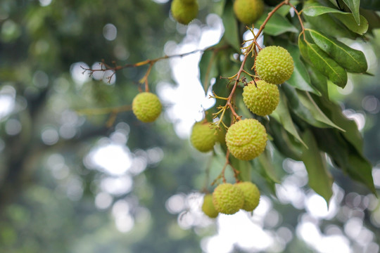 灵山荔枝