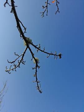 天空树枝