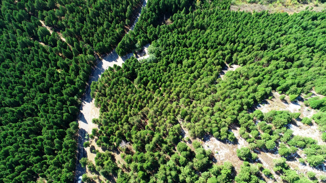 云门山森林植被风光