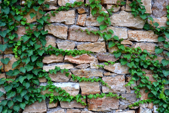 植物石头墙纹理素材