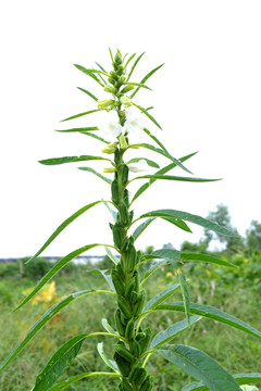 芝麻花