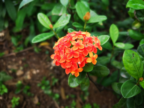 龙船花