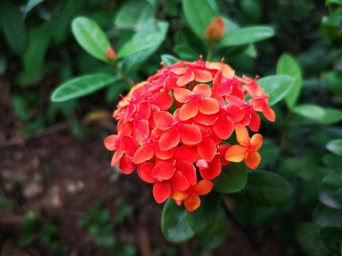 龙船花