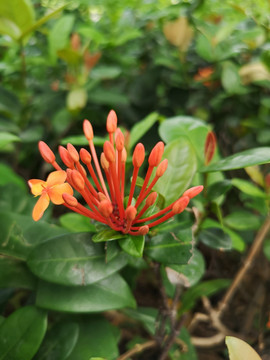 龙船花