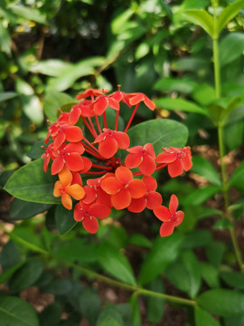 龙船花