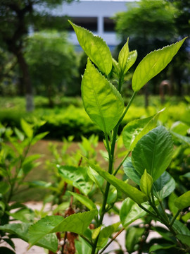绿茶