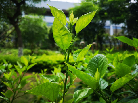 绿茶