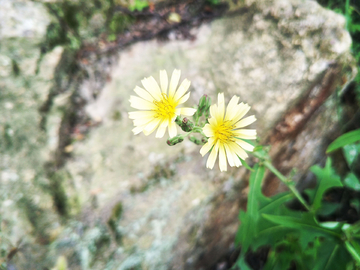 翅果菊