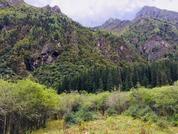 高山树林