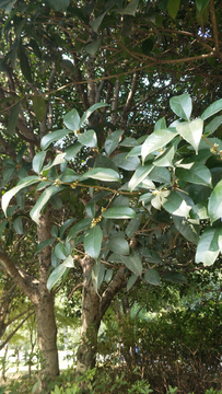 桂花树