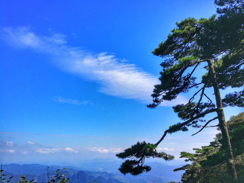 蓝天白云云海松树