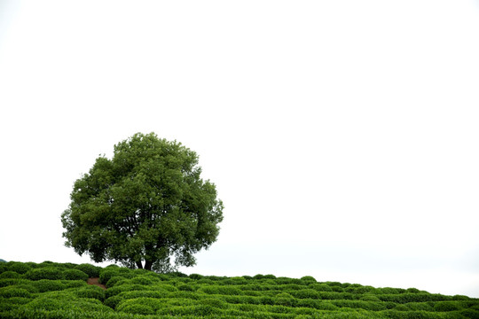 茶树