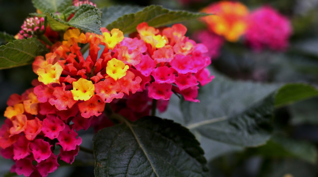 龙船花
