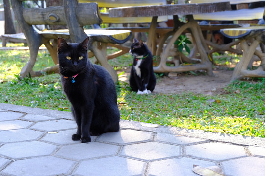 灵动黑猫