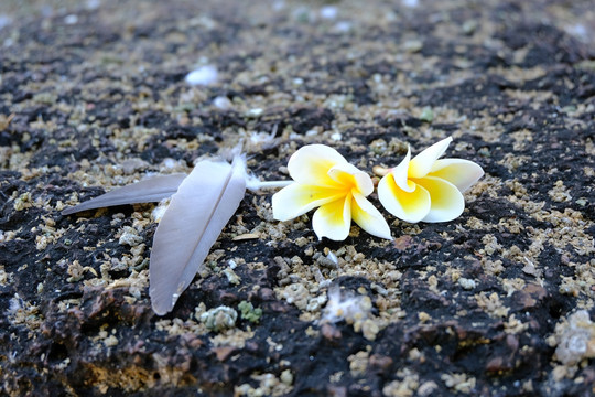 鸡蛋花