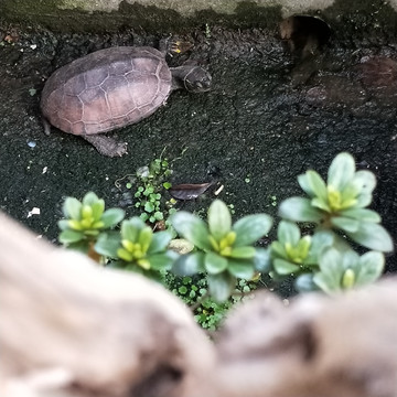 家庭花园乌龟