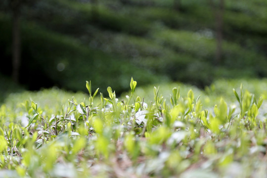 茶树嫩梢