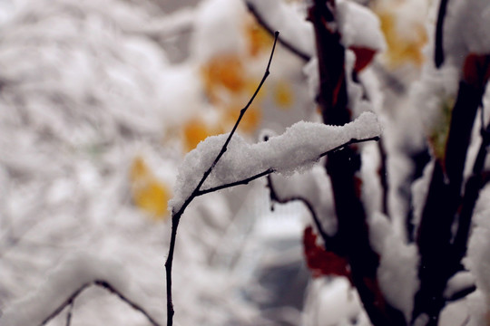 大雪后的雪柳