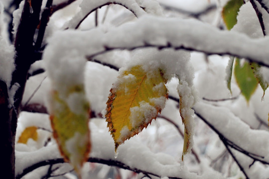 雪挂树枝不低头