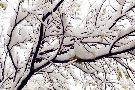 大雪后的雪柳