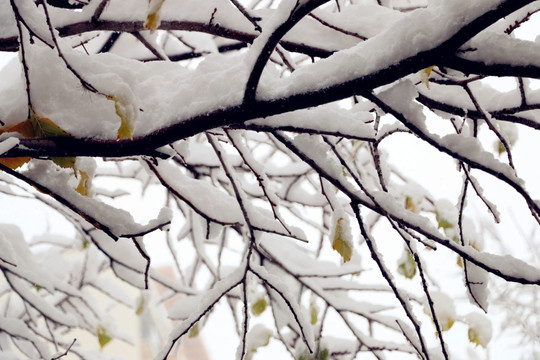 大雪后的雪柳