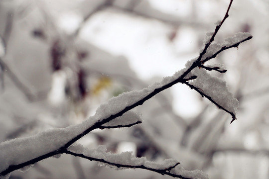 冰雪凝固的美丽线条