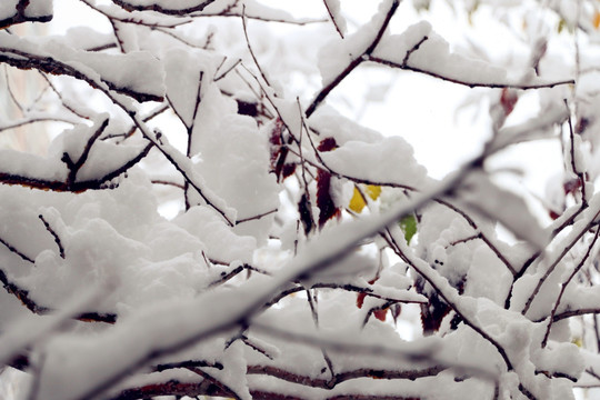 冰雪凝固的美丽线条