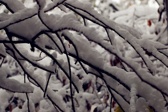 深秋第一场雪后雪柳美景