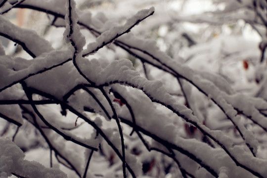 深秋第一场雪后雪柳美景