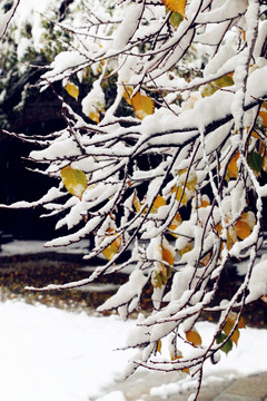 雪挂树枝不低头