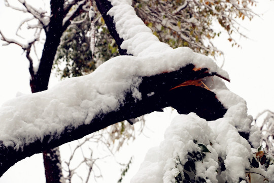 大雪压断的树木