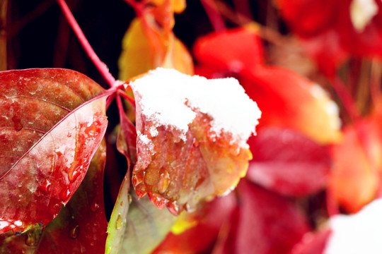 寒冬中的红叶