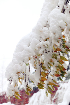 雪压枝头万籁寂