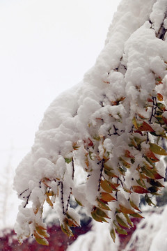 雪压枝头万籁寂