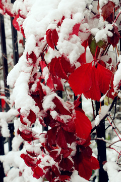 冰雪中的顽强植物