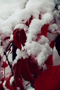 寒冬中的红叶