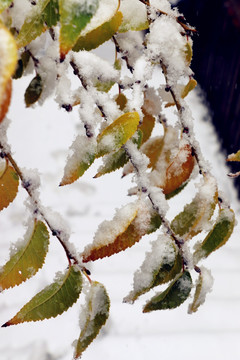 雪压枝头万籁寂