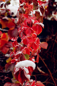 雪中爬山虎