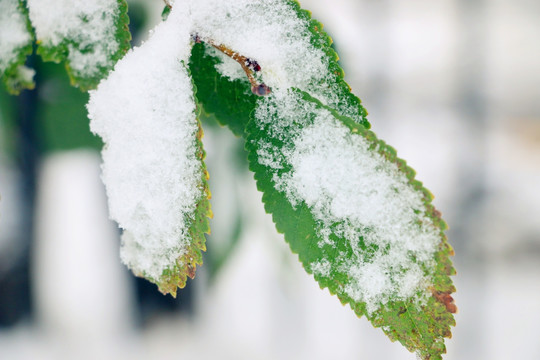 雪中的绿树叶