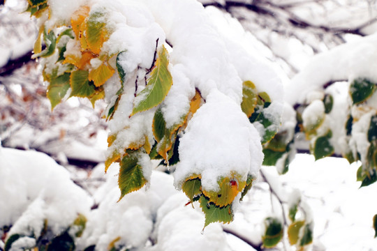 雪压枝头万籁寂