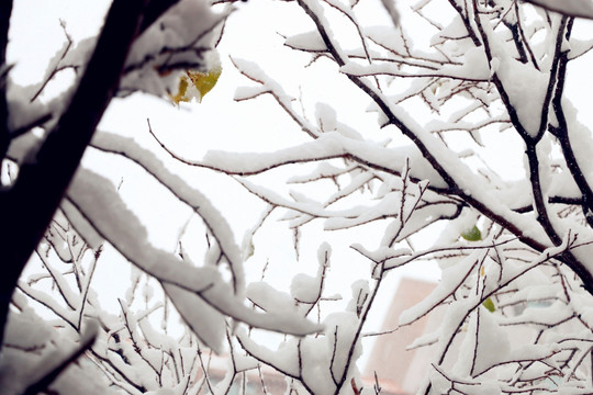 冰雪凝固的线条