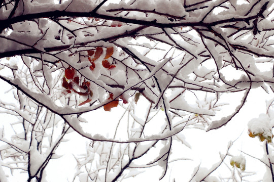 冰雪凝固的线条