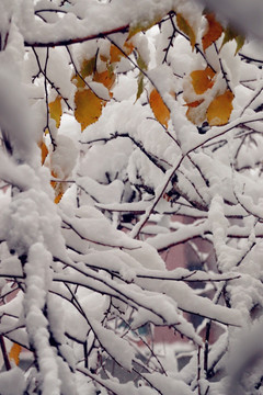 雪后的晶莹树枝