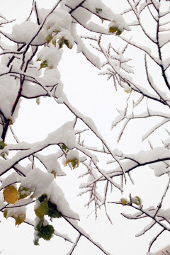 雪后的晶莹树枝