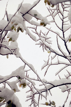 雪后的晶莹树枝