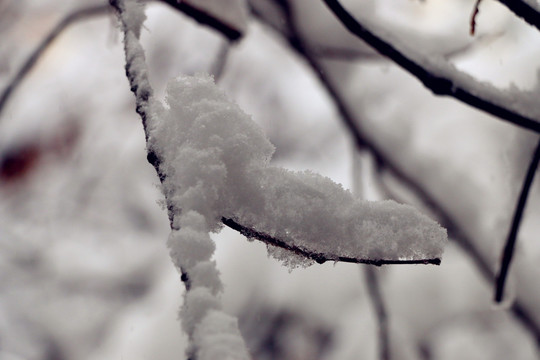 被大雪压弯的树枝